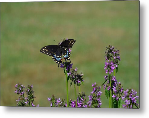 Butterfly Metal Print featuring the photograph a Shot in time by Michael Mrozik