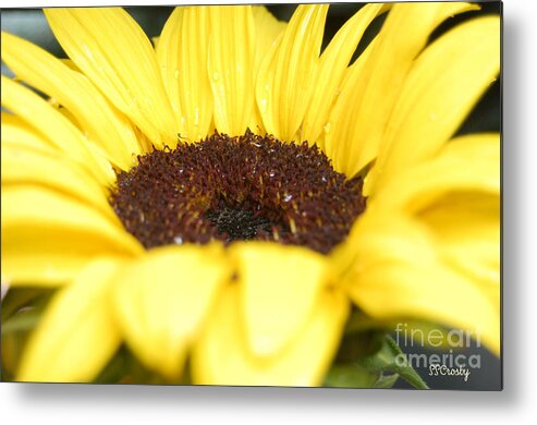 A Sunflower After A Rain Metal Print featuring the photograph A Sunflower after a Rain by Susan Stevens Crosby