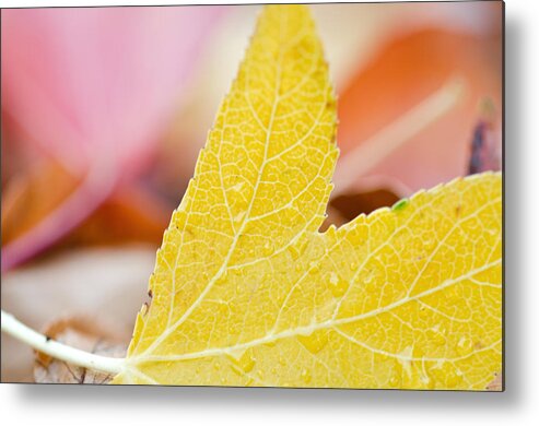 Yellow Metal Print featuring the photograph A Taste of Autumn by Margaret Pitcher