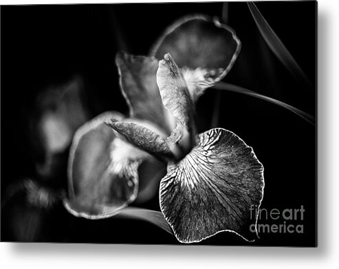 Beautiful Metal Print featuring the photograph A Vision of Beauty by Venetta Archer