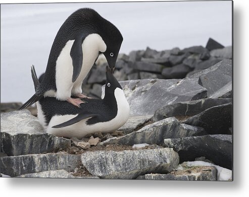 00429510 Metal Print featuring the photograph Adelie Penguins Mating Antarctica by Flip Nicklin