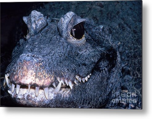 African Dwarf Crocodile Metal Print featuring the photograph African Dwarf Crocodile by Dante Fenolio