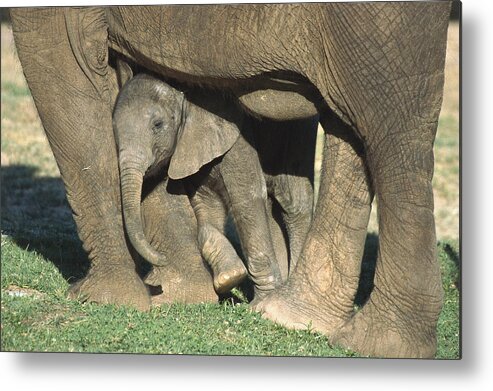 Affection Metal Print featuring the photograph African Elephant Loxodonta Africana by San Diego Zoo