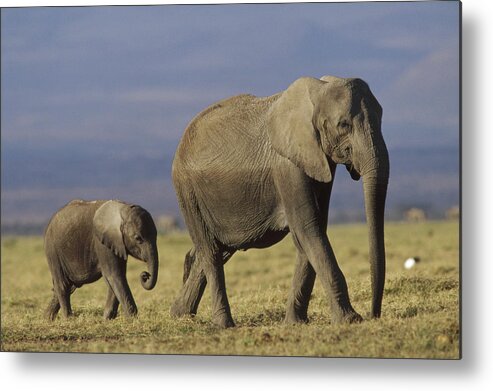 00172014 Metal Print featuring the photograph African Elephant Mother Leading Calf by Tim Fitzharris