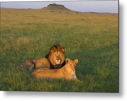 Mp Metal Print featuring the photograph African Lion Panthera Leo Male by Suzi Eszterhas