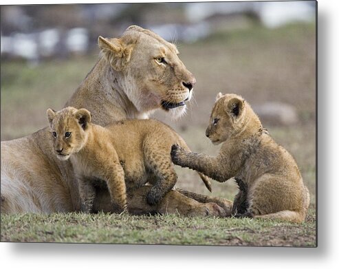 00761303 Metal Print featuring the photograph African Lion Playful Cubs With Mother by Suzi Eszterhas