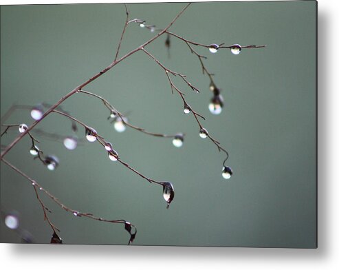 Rain Metal Print featuring the photograph After the Rain by Cathie Douglas