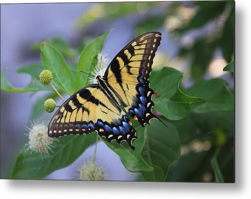 Butterfly Metal Print featuring the photograph Alight by Shari Jardina