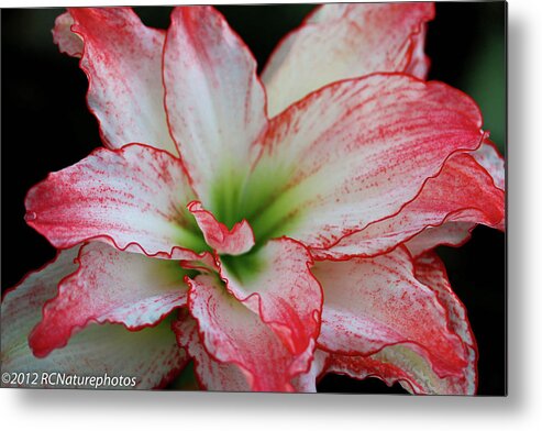 Amaryllis Metal Print featuring the photograph All Frills and Thrills by Rachel Cohen