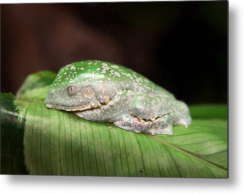Granger Photography Metal Print featuring the photograph Amazon Leaf Frog by Brad Granger