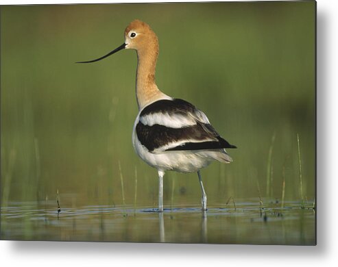 00171482 Metal Print featuring the photograph American Avocet In Breeding Plumage by Tim Fitzharris