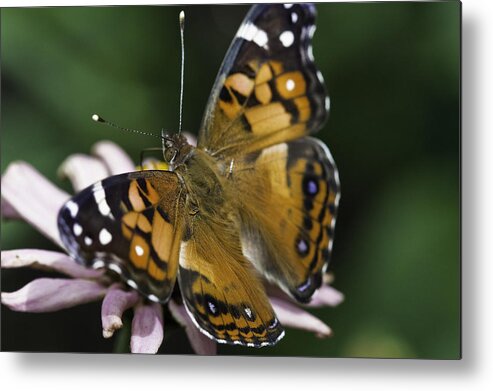 American Lady Metal Print featuring the photograph American Lady by Perla Copernik