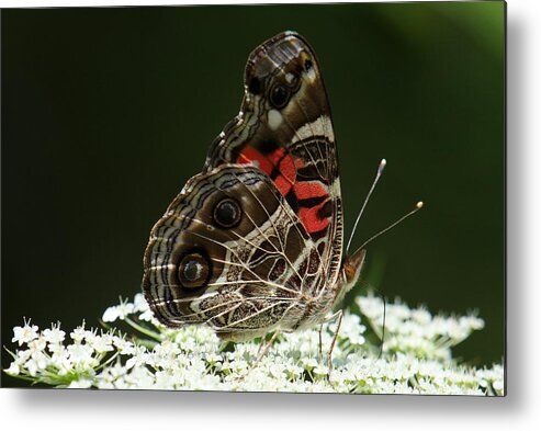 Vanessa Virginiensis Metal Print featuring the photograph American Painted Lady Butterfly by Daniel Reed