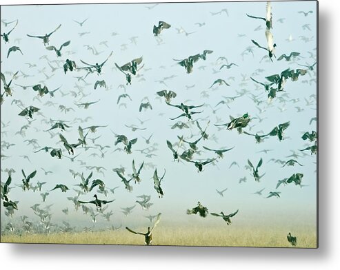 Birds Metal Print featuring the photograph An Explosion of Mallards by Albert Seger