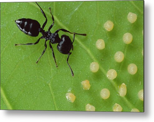 Mp Metal Print featuring the photograph Ant Crematogaster Sp Protects Home by Mark Moffett