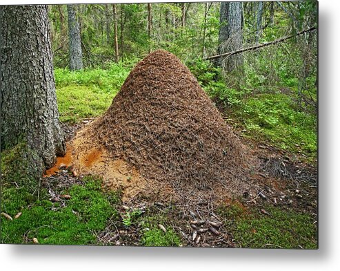 Ant Metal Print featuring the photograph Ant Hill by Bjorn Svensson