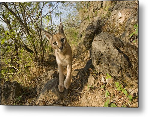 00481414 Metal Print featuring the photograph Arabian Caracal In Cloud Forest Hawf by Sebastian Kennerknecht