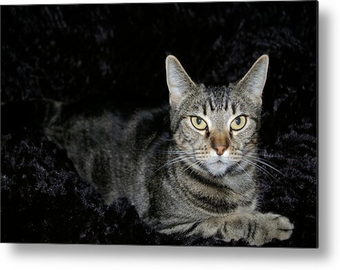 Cats Metal Print featuring the photograph Are you talking to me by Kristy Urain