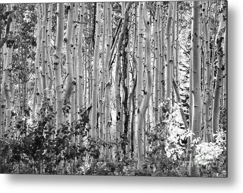 Tree - Plant - Flower Metal Print featuring the photograph Aspen by Dennis Hammer
