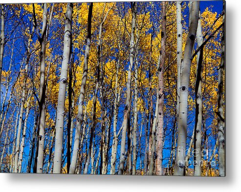 Trees Metal Print featuring the photograph Aspen Grove by Barbara Schultheis