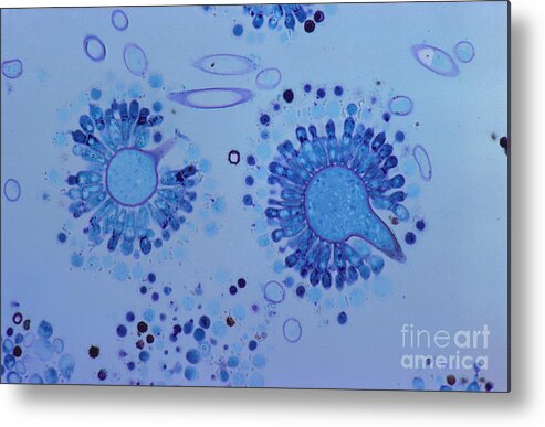 Biology Metal Print featuring the photograph Aspergillus Spores Lm by M. I. Walker
