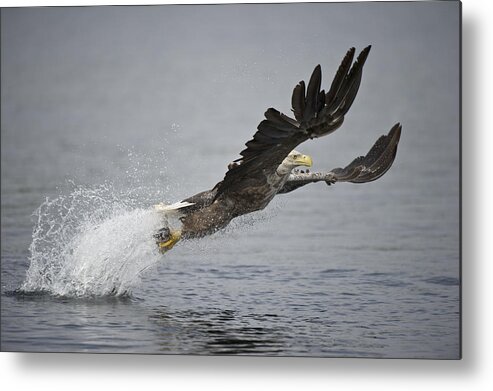 Flying Metal Print featuring the photograph At Full Stretch by Andy Astbury