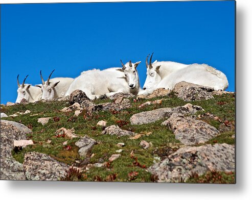 Mountain Goats Metal Print featuring the photograph At Rest on the Tundra by Stephen Johnson