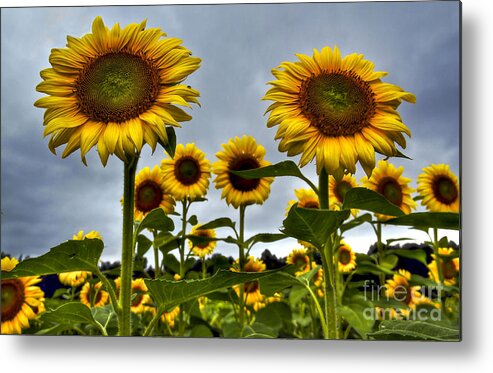 Sunflowers Metal Print featuring the photograph Auntie Em by Brenda Giasson