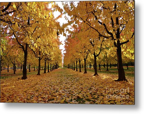 Autumn Metal Print featuring the photograph Autumn Colors at he's Best by Bruno Santoro