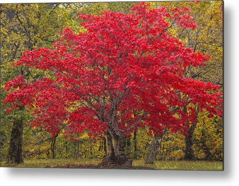 Abundance Metal Print featuring the photograph Autumn Flame by Eggers Photography
