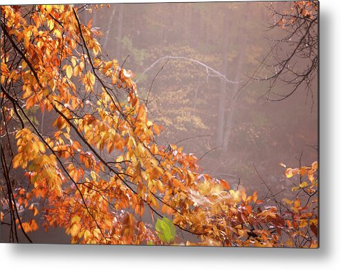 Vermont Metal Print featuring the photograph Autumn Leaves and Fog by Tom Singleton