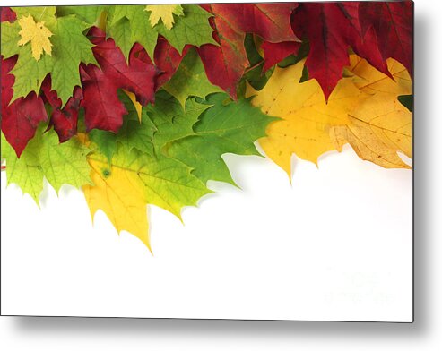 Autumn Metal Print featuring the photograph Autumn leaves in colour by Simon Bratt