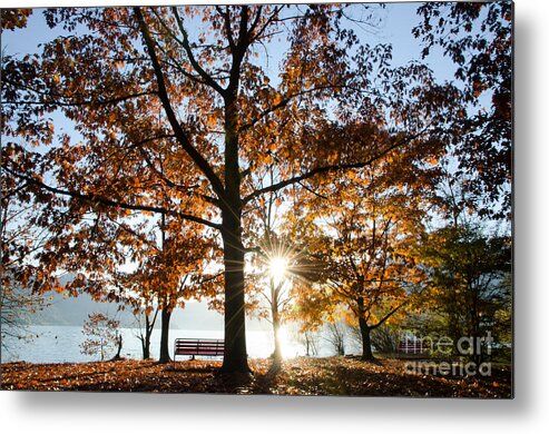Autumn Metal Print featuring the photograph Autumn trees by Mats Silvan