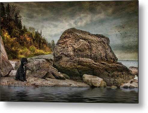 Portuguese Water Dog Metal Print featuring the photograph Awaiting His Ship by Robin-Lee Vieira