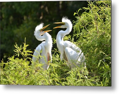 Gallery Metal Print featuring the photograph Baby Egrets Chattering by Bill Hosford