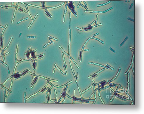 Anthrax Metal Print featuring the photograph Bacillus Anthracis by M. I. Walker