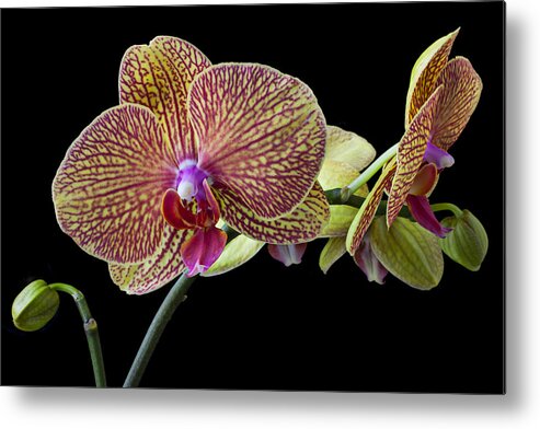 Beautiful Metal Print featuring the photograph Baeutiful Orchids by Garry Gay
