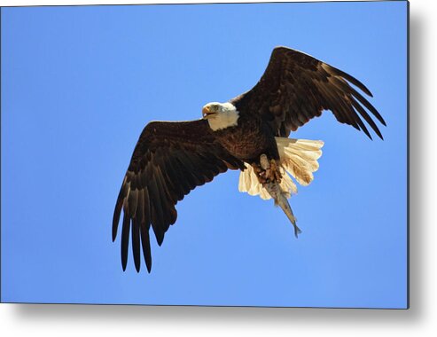 Bald Eagle Metal Print featuring the photograph Bald Eagle Catch by Beth Sargent