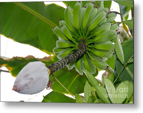Bananas Metal Print featuring the photograph Bananas by Yurix Sardinelly