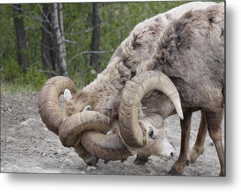Sam Amato Metal Print featuring the photograph Banff Big Horn Sheep Canadian Rockies by Sam Amato