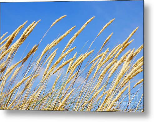 Agriculture Metal Print featuring the photograph Beach Flora by Carlos Caetano