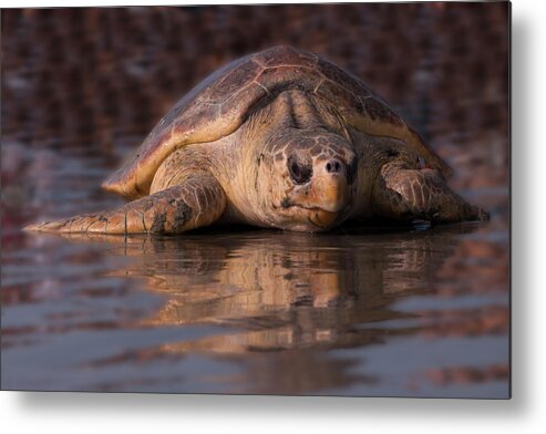 Sea Turtle Metal Print featuring the photograph Beaufort the Turtle by Susan Cliett