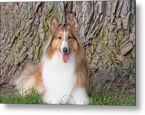 Collie Metal Print featuring the photograph Beautiful girl by Kelley Nelson