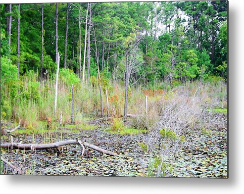 Forest Photograph Metal Print featuring the photograph Beauty In The Forest by Ester McGuire