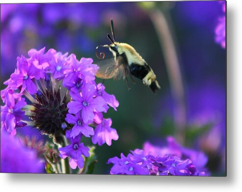 Bee Metal Print featuring the photograph Bee Fur-eal by Phil Cappiali Jr
