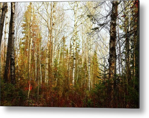 Hovind Metal Print featuring the photograph Birch forest by Scott Hovind