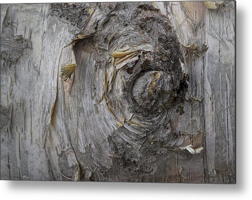 Art Metal Print featuring the photograph Birch Tree Bark No.0859 by Randall Nyhof