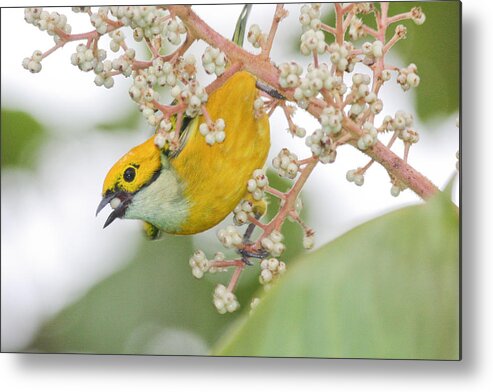 Yellow Bird Metal Print featuring the photograph Bird with Berry by Tom and Pat Cory