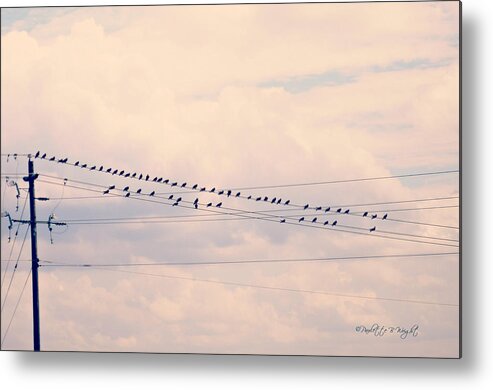 Nature Metal Print featuring the photograph Birds On A Wire Pink and Blue by Paulette B Wright