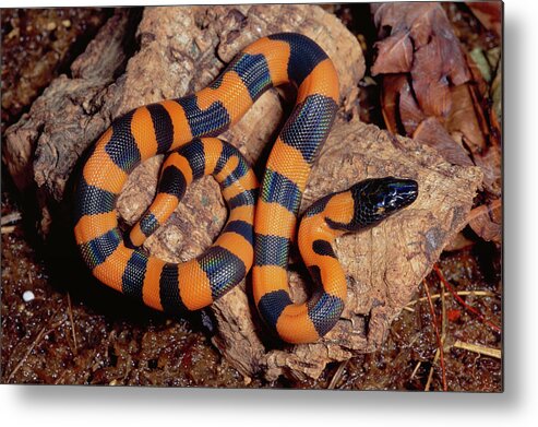 Mp Metal Print featuring the photograph Bismarck Ringed Python Liasis Boa by Michael & Patricia Fogden